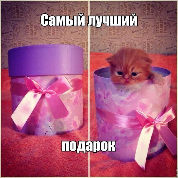 поздравления с новым годом 2019 смешные поздравления с новым годом 2019 смешные