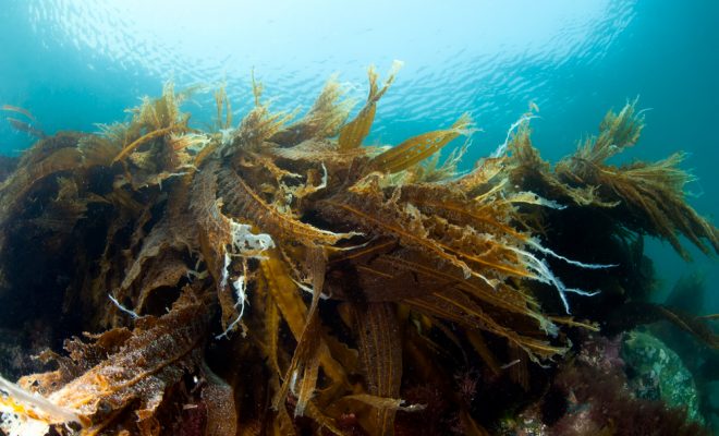 Морские водросли польза - фото