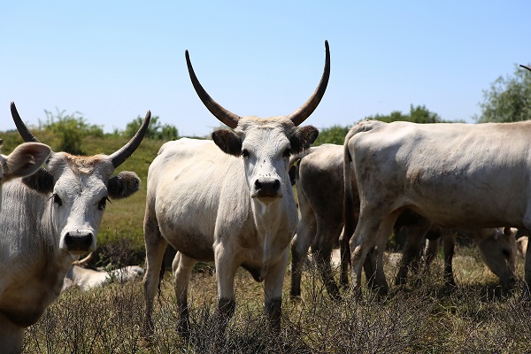 угорські сірі корови - фото
