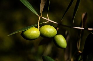 Чем полезны оливки и почему их нужно включать в рацион