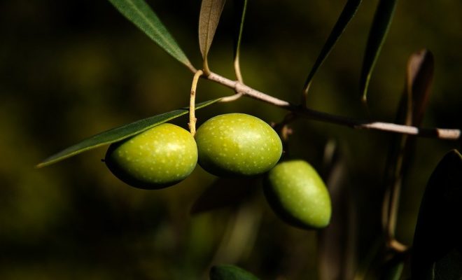 Чем полезны оливки и почему их нужно включать в рацион