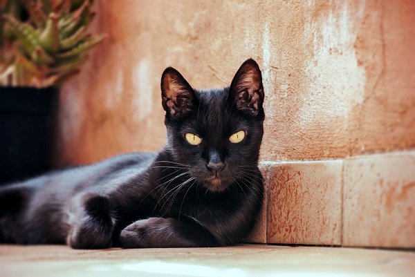 черная кошка фото