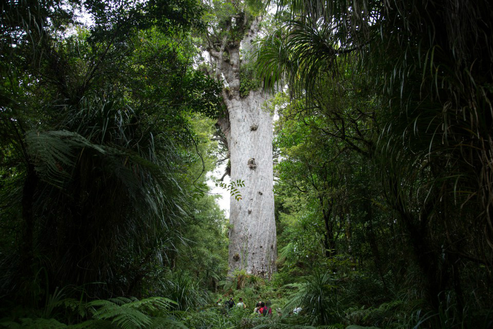 Властелин леса Новая Зеландия