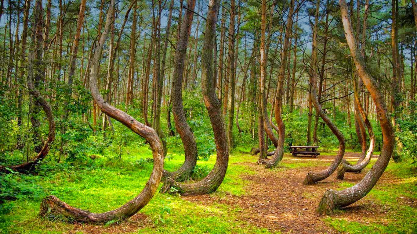 Кривой лес