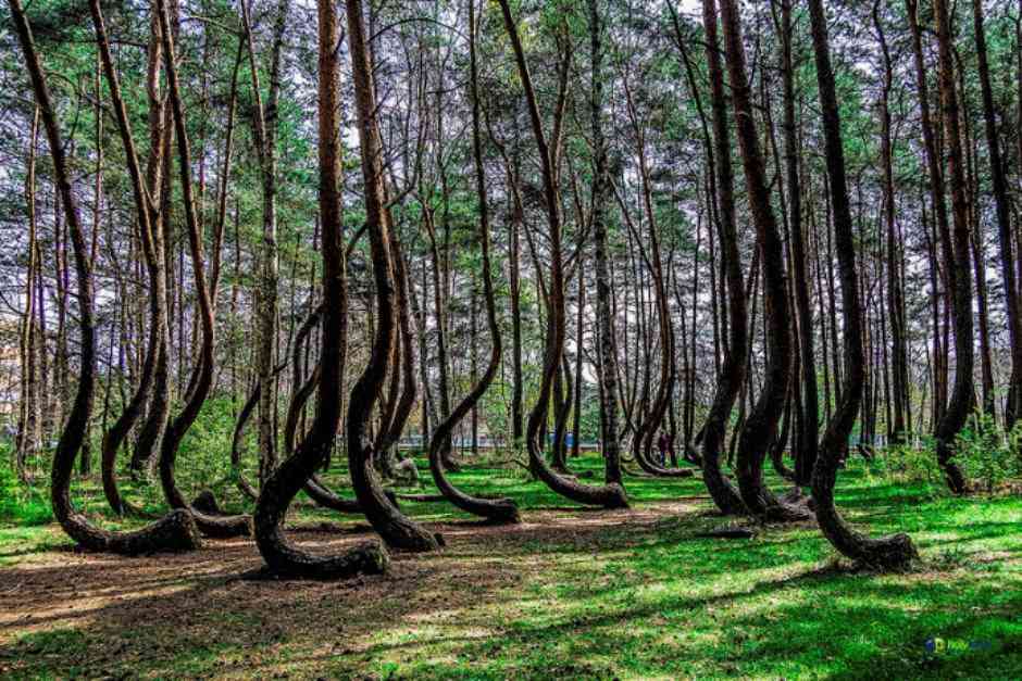Ліс у Польщі