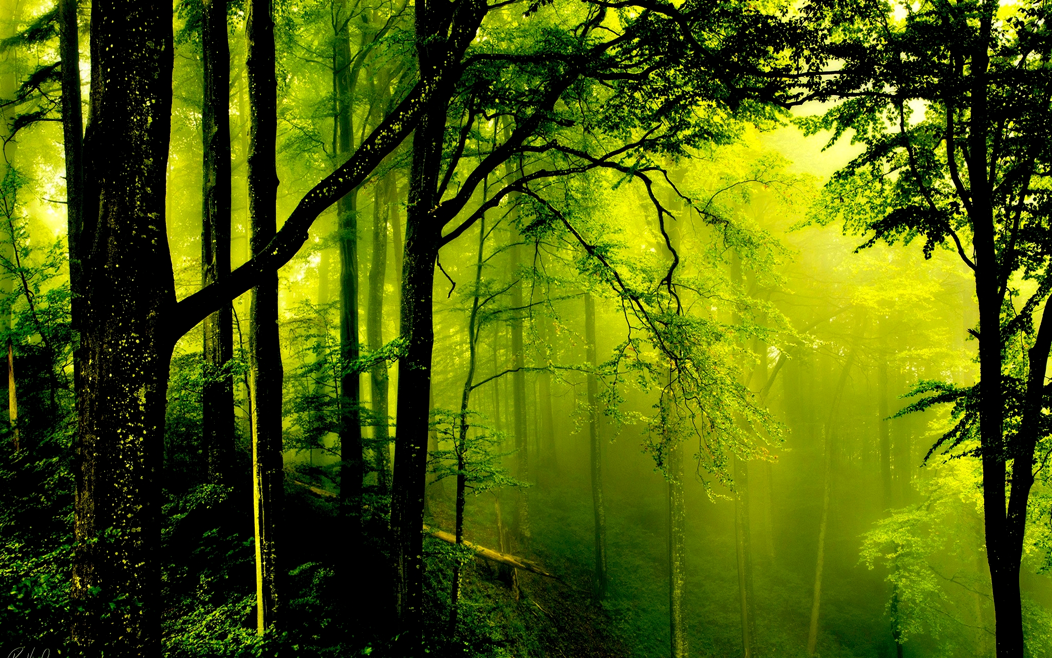 Лесное царство: 10 самых красивых лесов мира