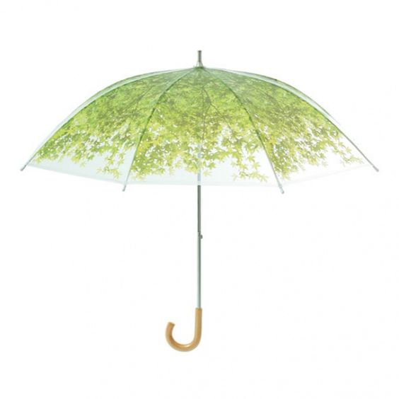 Весенний зонтик зелень