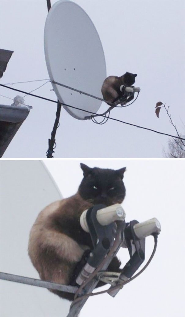 кот на крыше 