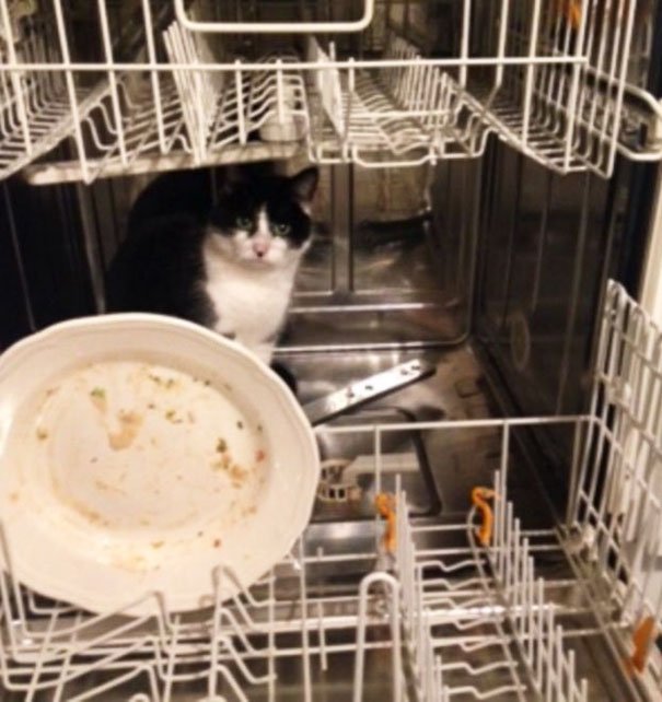 кот и посуда