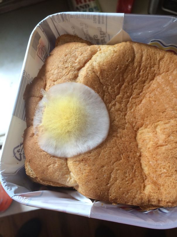 Плесень на хлебе выглядит как яйцо
