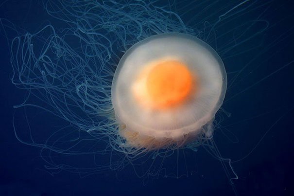 Медуза похожа на яичницу 