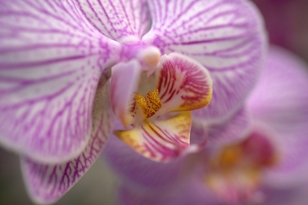 орхидея - фото