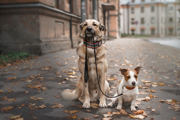 собаки на осенней улице, фото