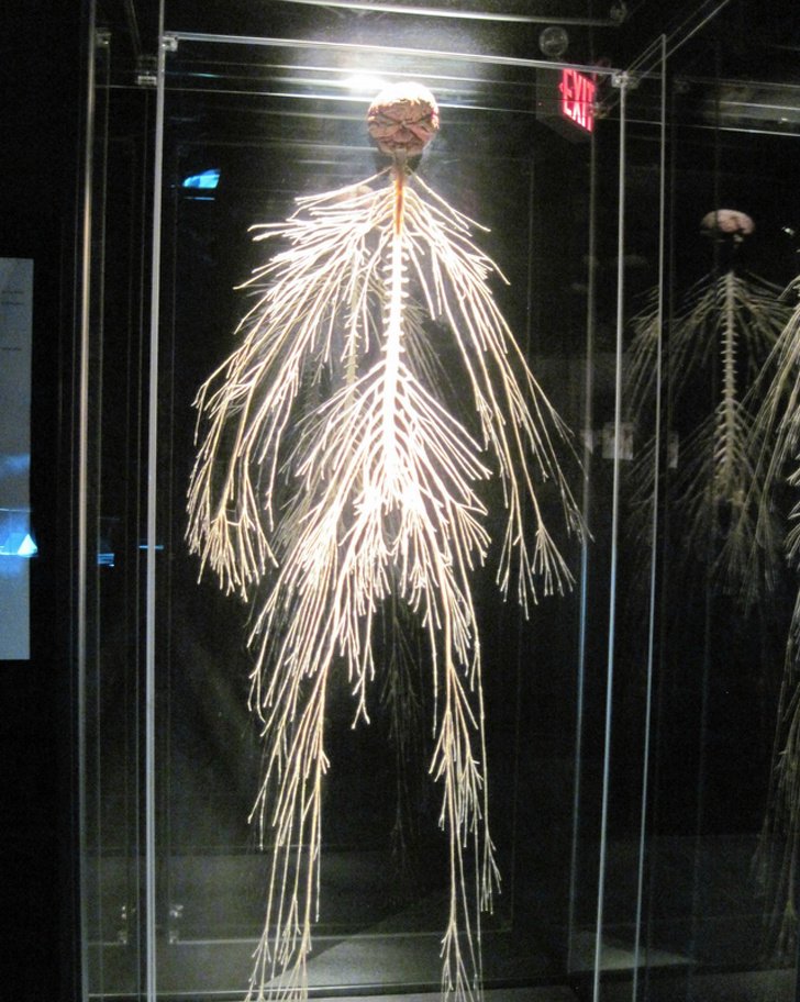 Нервная система в организме человека