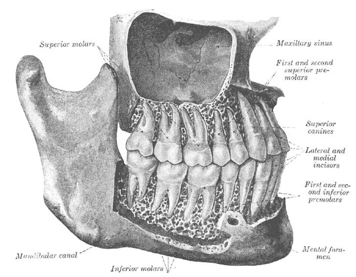 Зубы гораздо больше, чем кажутся на первый взгляд.