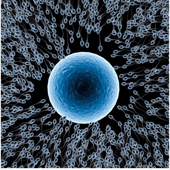 Яйцеклетка в окружении сперматозоидов.