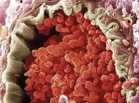 Подробная микрофотография кровеносного сосуда.