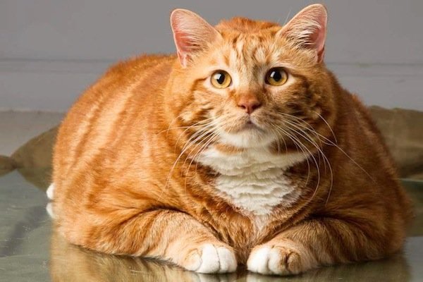 Лишний вес сокращает жизнь кошек и собак