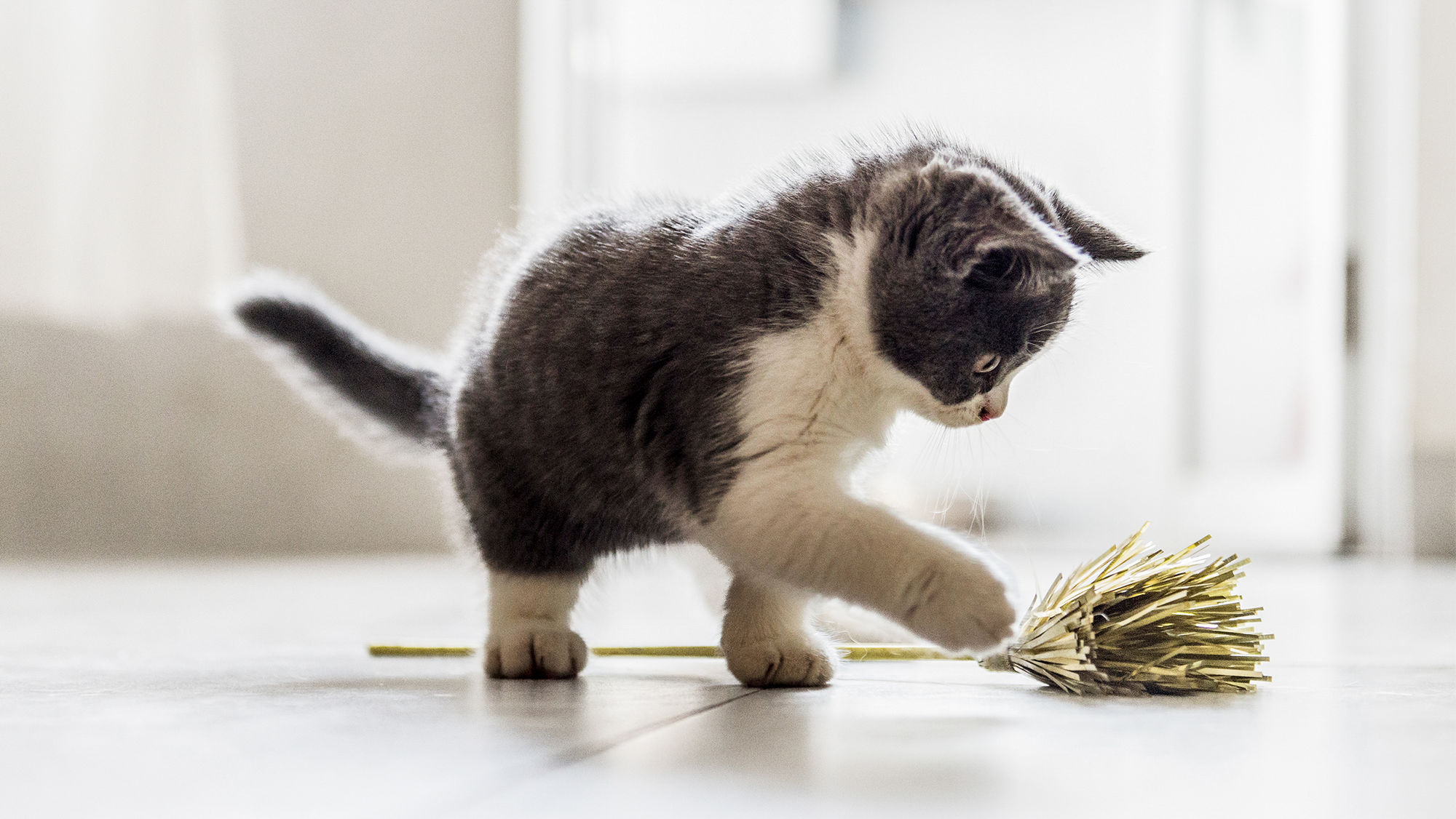 Харчування кошеня по місяцях: правила та рекомендації