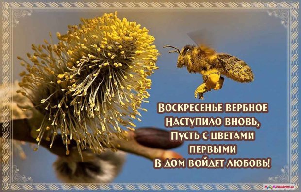 картинки с вербным воскресеньем открытки с вербным воскресеньем