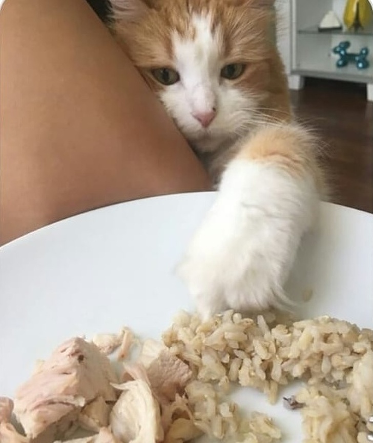 кіт краде їжу з тарілки