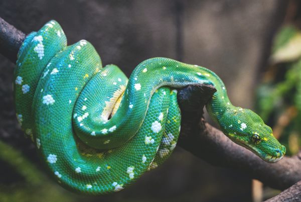 зелена змія сонник