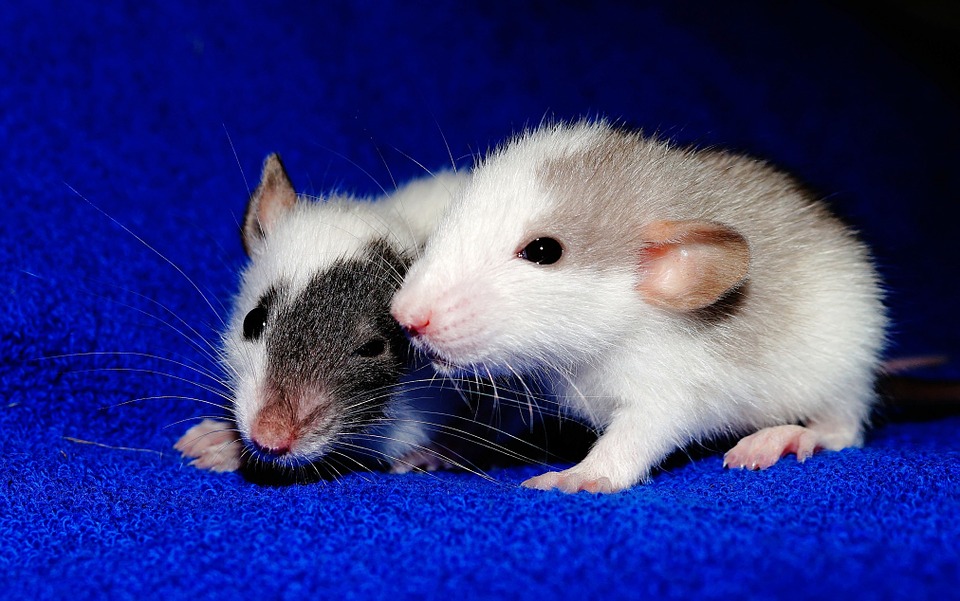 Цікаві факти про щурів