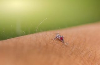 Кого чаще кусают комары