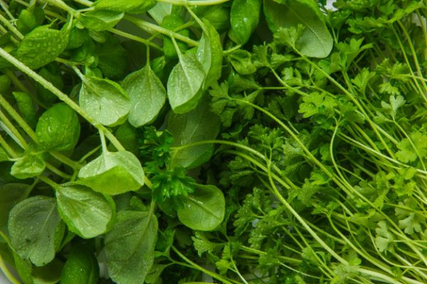 9 видів салатної зелені, яку обов'язково потрібно включити до раціону