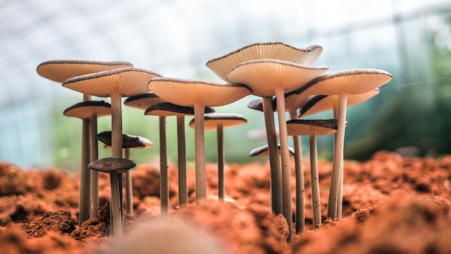 до чого знятися гриби сонник