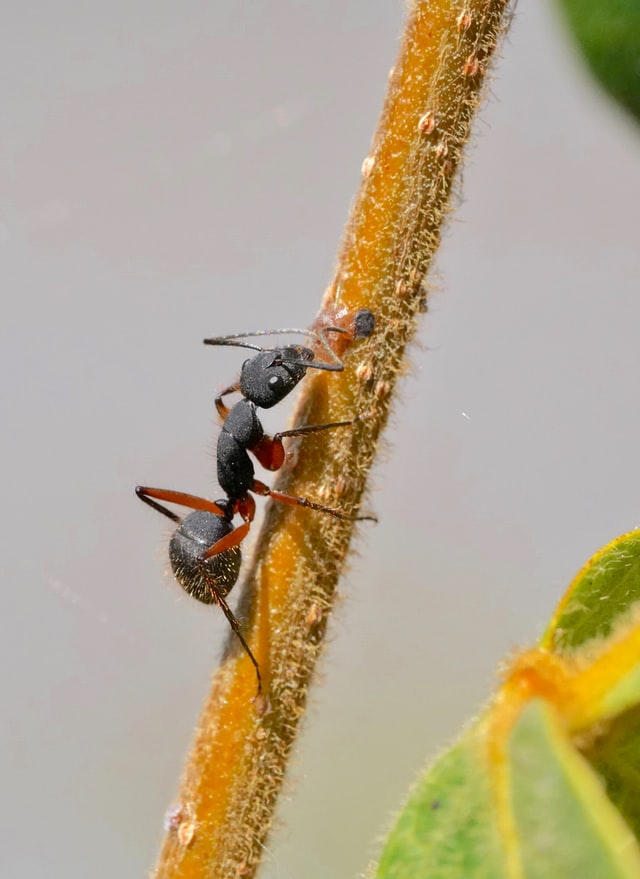 кусаются ли муравьи