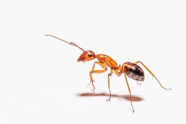 укус муравья