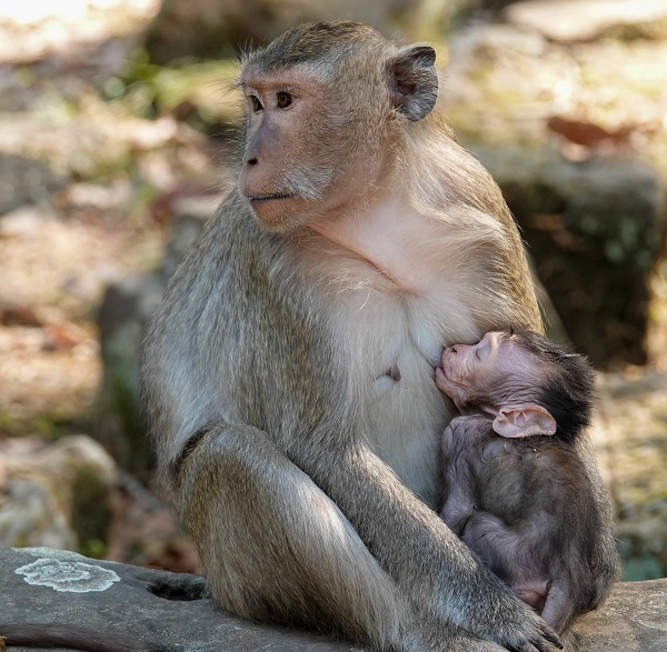 Симптоми та ознаки мавпячої віспи