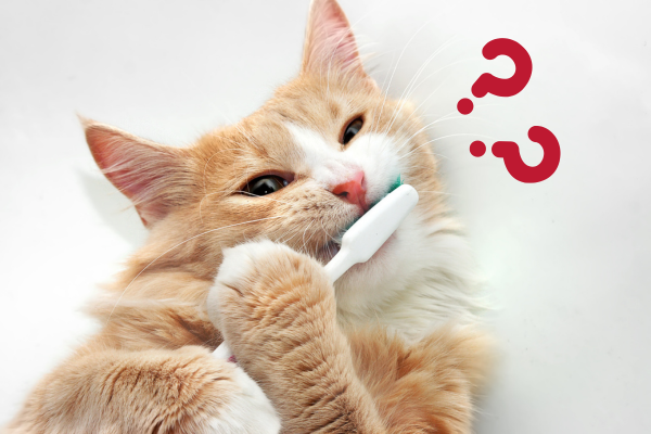 почистити зуби коту