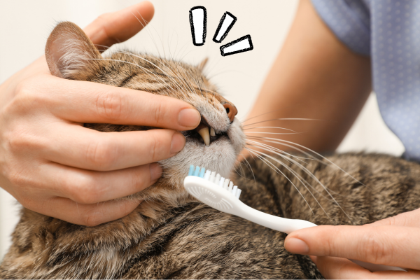як правильно почистити зуби коту