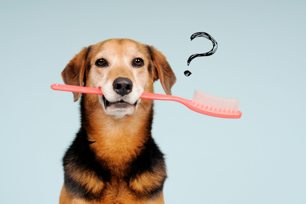 як чистити зуби собаці