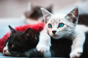 гіпоалергенні породи котів - головне фото