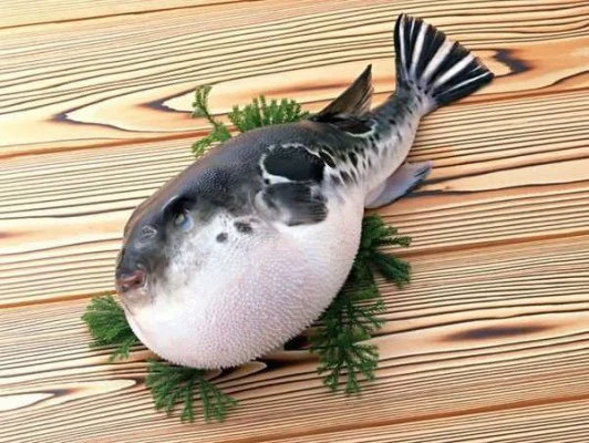 fugu