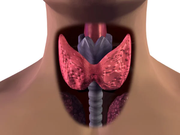 Thyroid Gland