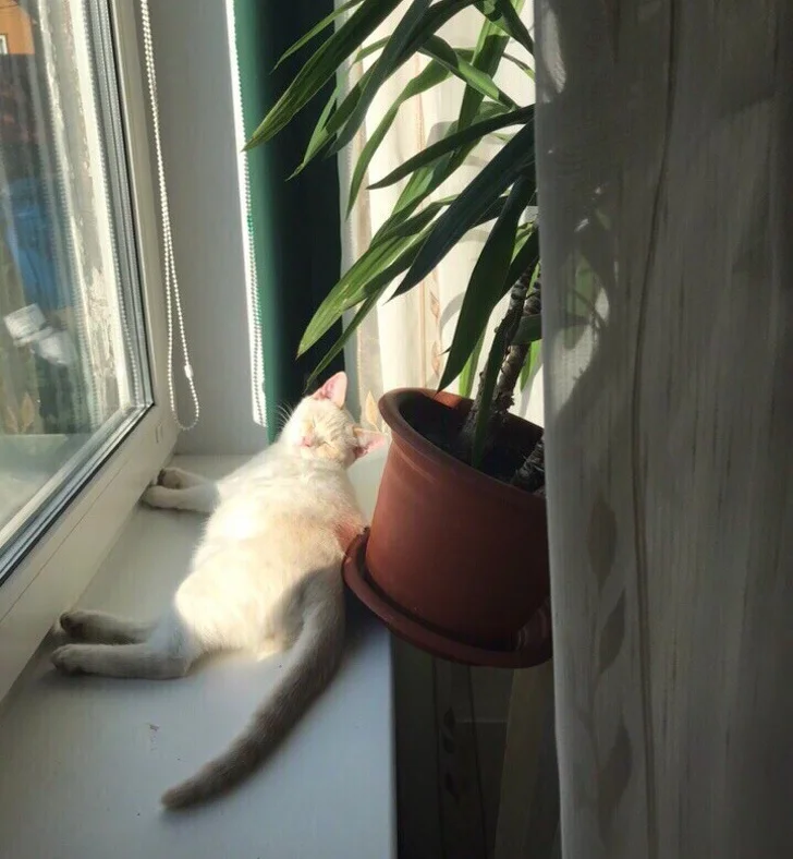 кот прикол 